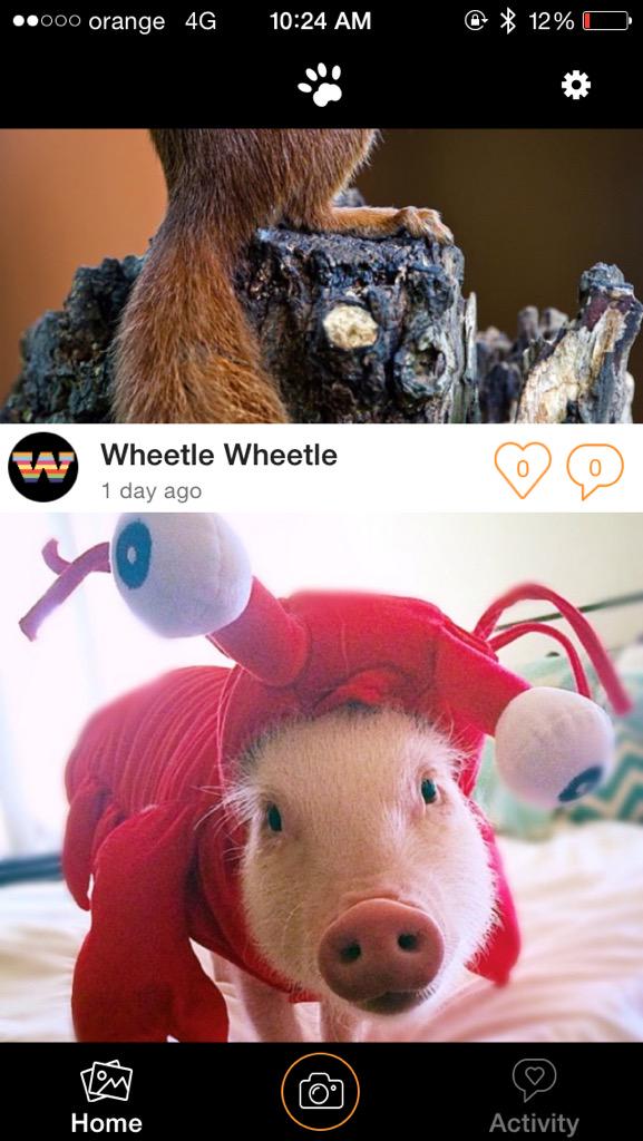 littlepawsapp's tweet photo. #paws http://t.co/kwTYKpWV80