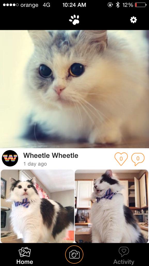 littlepawsapp's tweet photo. #ForTheWild http://t.co/4CZyLyX1U5