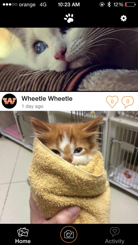 littlepawsapp's tweet photo. #ForTheWild http://t.co/OAZyZgx6I8
