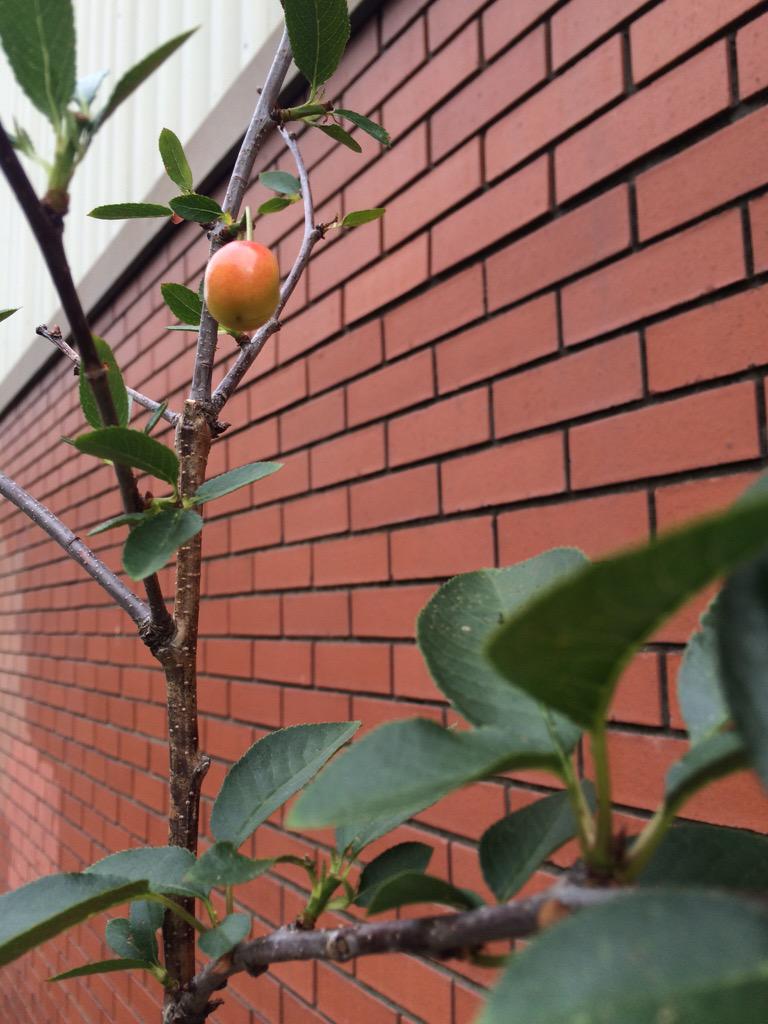 <a href="/TessyBritton/">Tessy Britton</a> one of your <a href="/theopenworks/">the open works</a> trees is a cherry- looking good this morning