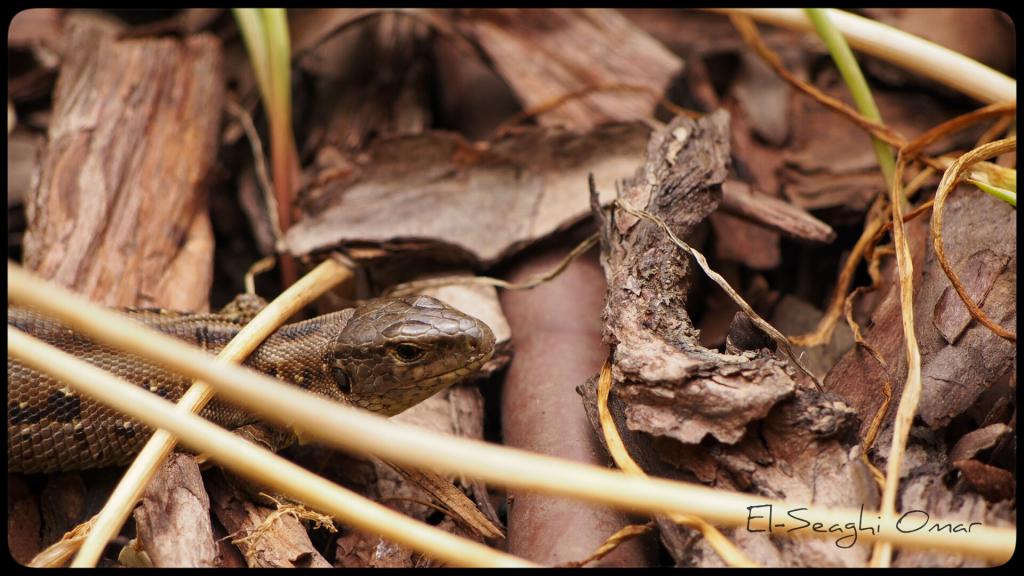 aliencoder's tweet image. Little lizard feasting cyberphoto.wordpress.com/2015/07/07/lit…