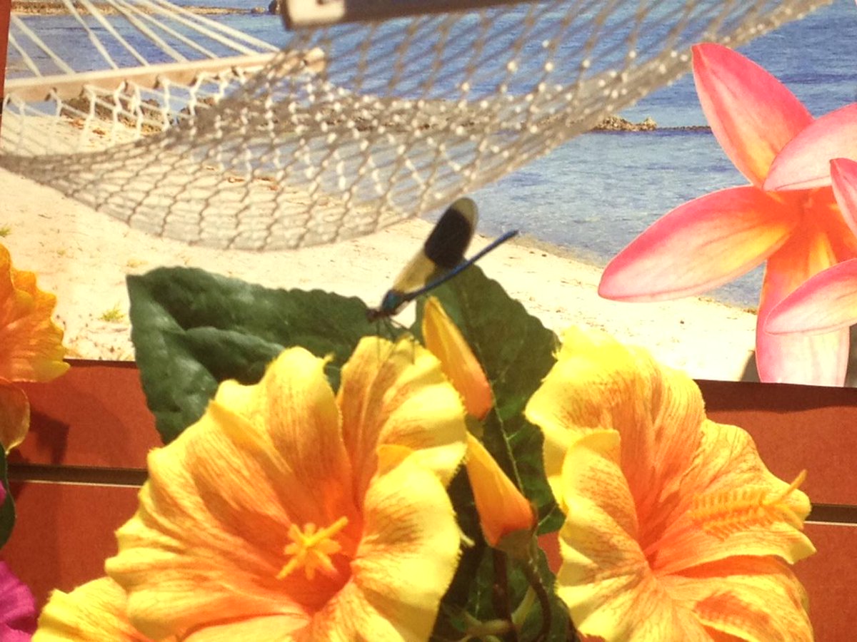 Die Blumen unserer Tropical Summer-Aktion gefallen nicht nur uns! Wir starten jetzt die Aktion #rettetdielibelle