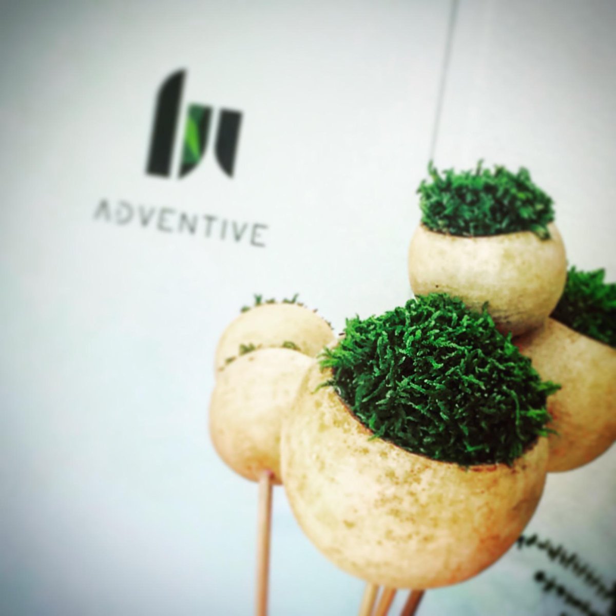 inventeuse's tweet photo. Rejoignez-nous sur Facebook ! Join us on Facebook ! #design #vegetal #adventive #kokedama https://t.co/hSWV8zdNwo http://t.co/3xPeyJ2e7r