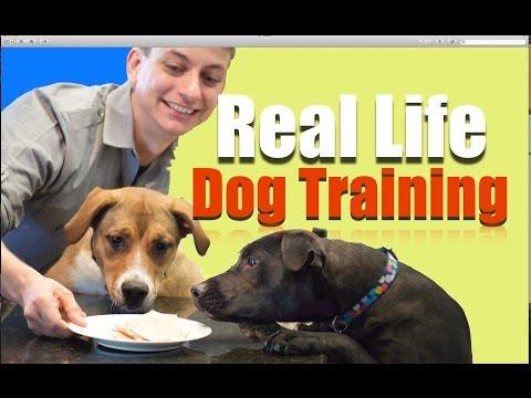DogOwnerDaily tweet picture
