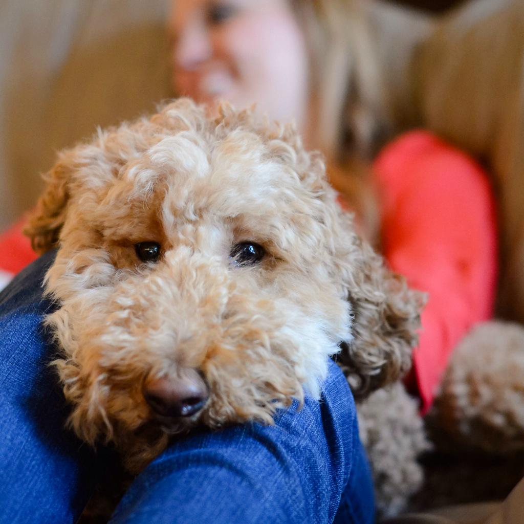 LeAnnSLayton's tweet image. Couldn't resist a last minute #MCM of this fella. Our cuddle filled reunions are worth the wait! ❤️🐾 #MurphyMan