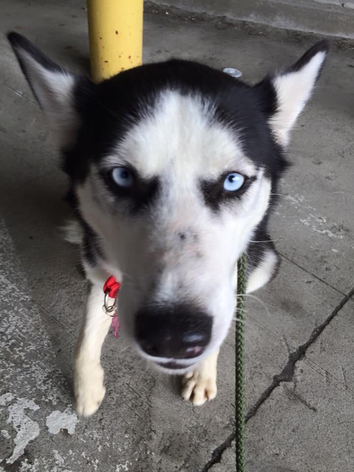 NJHuskyHouse's tweet photo. Meet our newest adoptable Ana. Ana came from #Iraq and is loving the #USA. Apply to #adopt at http://t.co/nlWybi9695 http://t.co/xmyKUi0juy