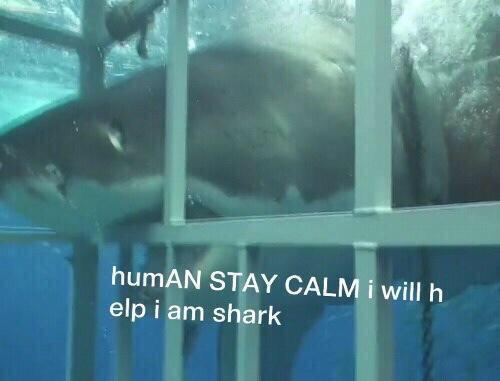 TheAverageShark's tweet photo. Swim swim try to save human swim http://t.co/cMp0E3opOX