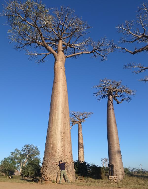 Compathy コンパシー 海外旅行情報メディア Op Twitter 世界一太い木 バオバブ アップサイドダウンツリー 上下さかさまの木 とも呼ばれ ユニークな形をしています 今回はバオバブの聖地 マダガスカル の旅行記を紹介します T Co Fdgvvd8kxz