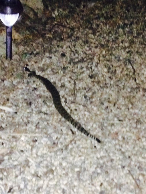 Does this look like a rattlesnake to you? It's so dark I seriously can't tell! http://t.co/59Am62bMv<a href="/tag/mvsales"class="tags"><span>#mvsales</span></a>