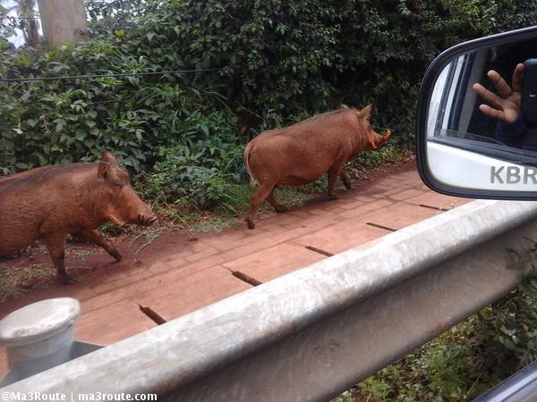a3Route's tweet photo. This is for Obama....only on Langata road  http://t.co/jKAPYbZApJ via @mbogoh695