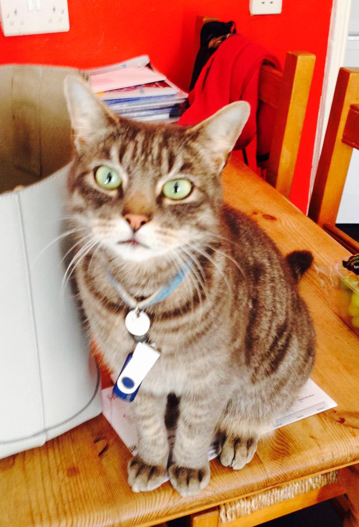 sharkeya's tweet photo. @CatsShelter Please help us find Seth. He's a grey tabby with a blue collar &amp; is missing in the Crookes/Walkley area http://t.co/etHzEUbqNk