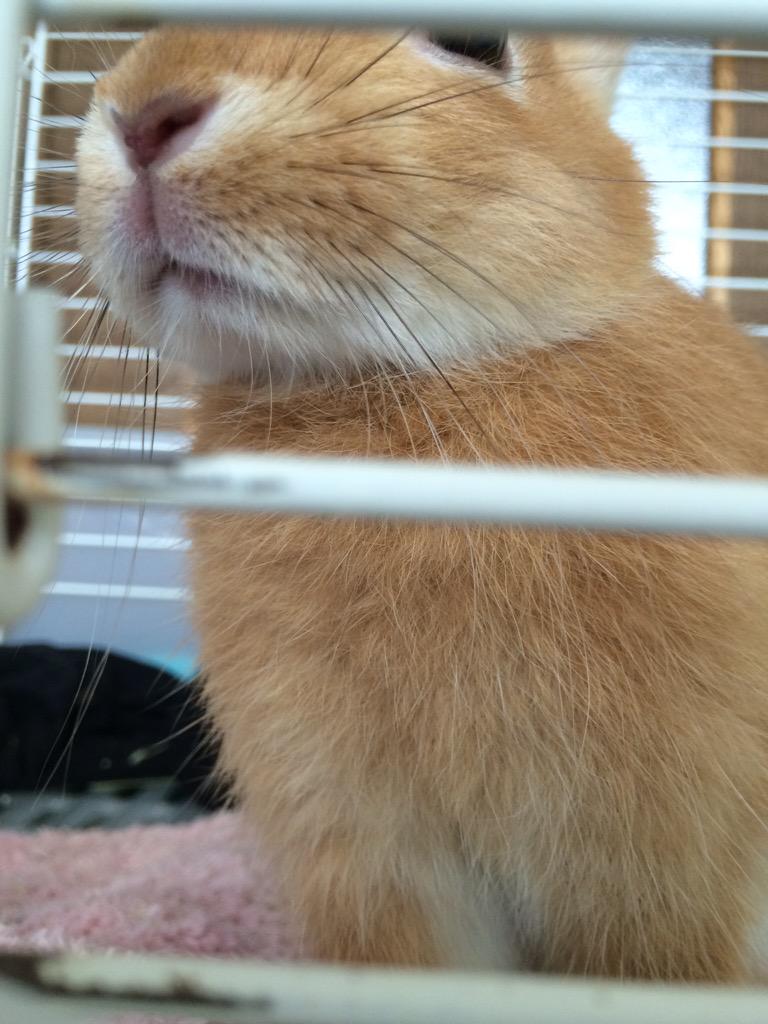 Qumuni's tweet photo. 顔の下の胸のもふもふした部分好き☺️
ここ触ると嫌がるから見てるだけで癒される http://t.co/kPU4JG1KJn
