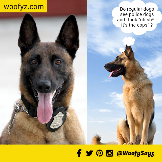 WoofySayz's tweet photo. #doglovers #dogstagram #dogsoftwitter #mylife #ilovemydog #puppies #puppy #dogsofinstagram 

http://t.co/QcUPalpU8C http://t.co/X16Dd0Kokx