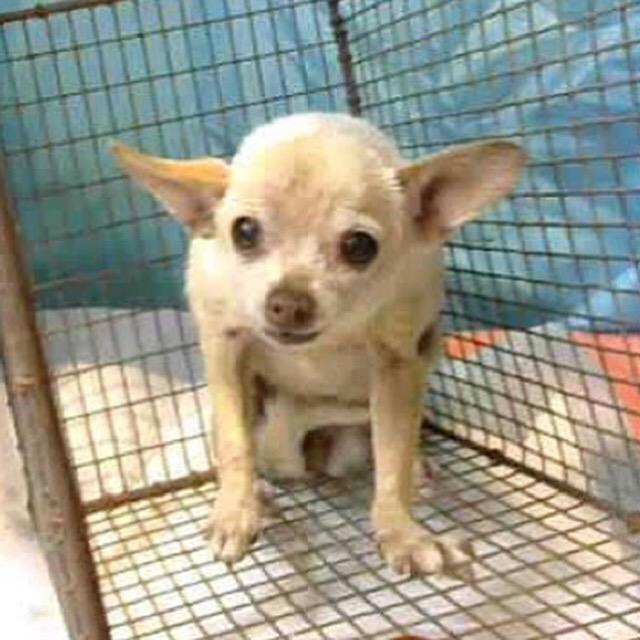 LAadoptRescue's tweet photo. #SeniorChi Pixie set to be euthanized 7.7 Tuesday 💔 #NETWORK   #savePixie

#A628497
Devore Shelter 
☎️909-386-9820 http://t.co/m6pXgVXJ42