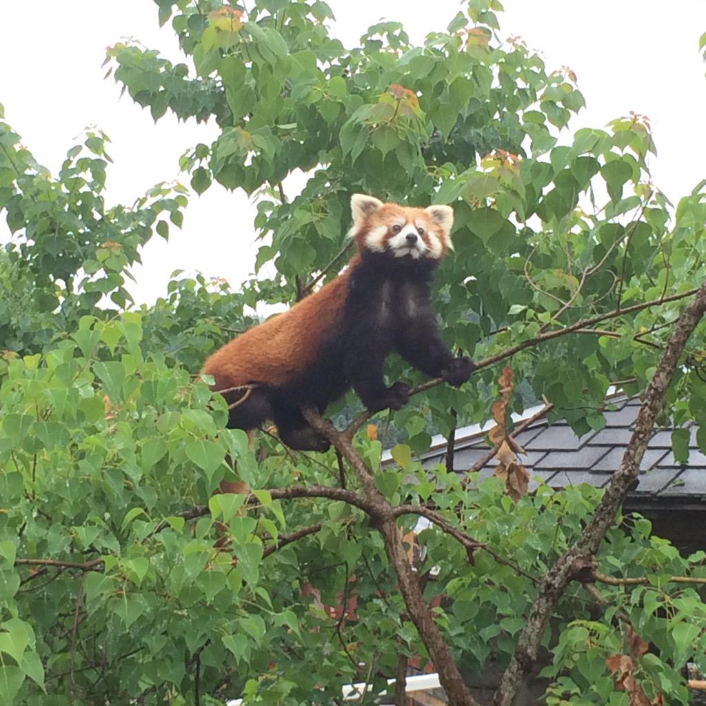 秋吉台サファリランド Twitter પર 可愛い顔したレッサーパンダの勇ましい姿 レッサーパンダは木の上で生活する動物なので 木登りは得意なんです 爪は鋭くて 手の掛かった所には腕だけでうんしょと上がってしまえるほど腕の力も強いのです レッサーパンダ担当