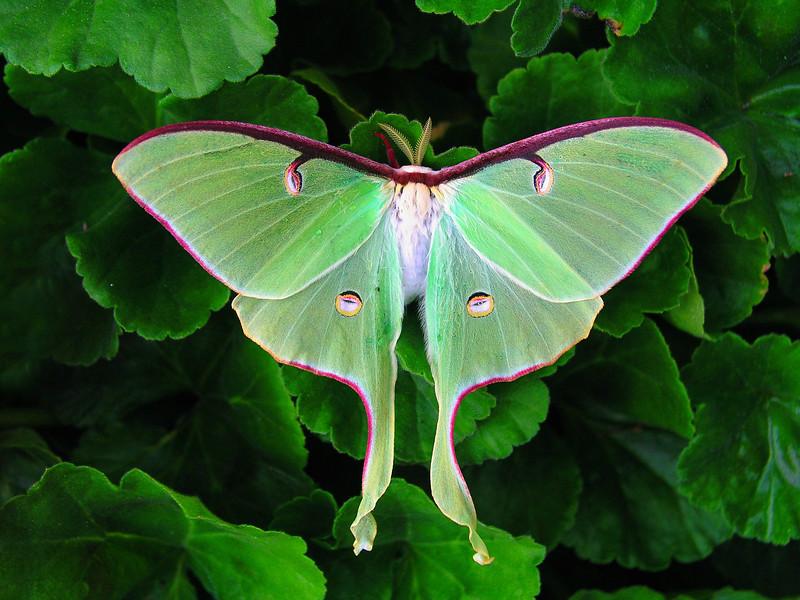 What Kind Of Mouthparts Do Moths Have