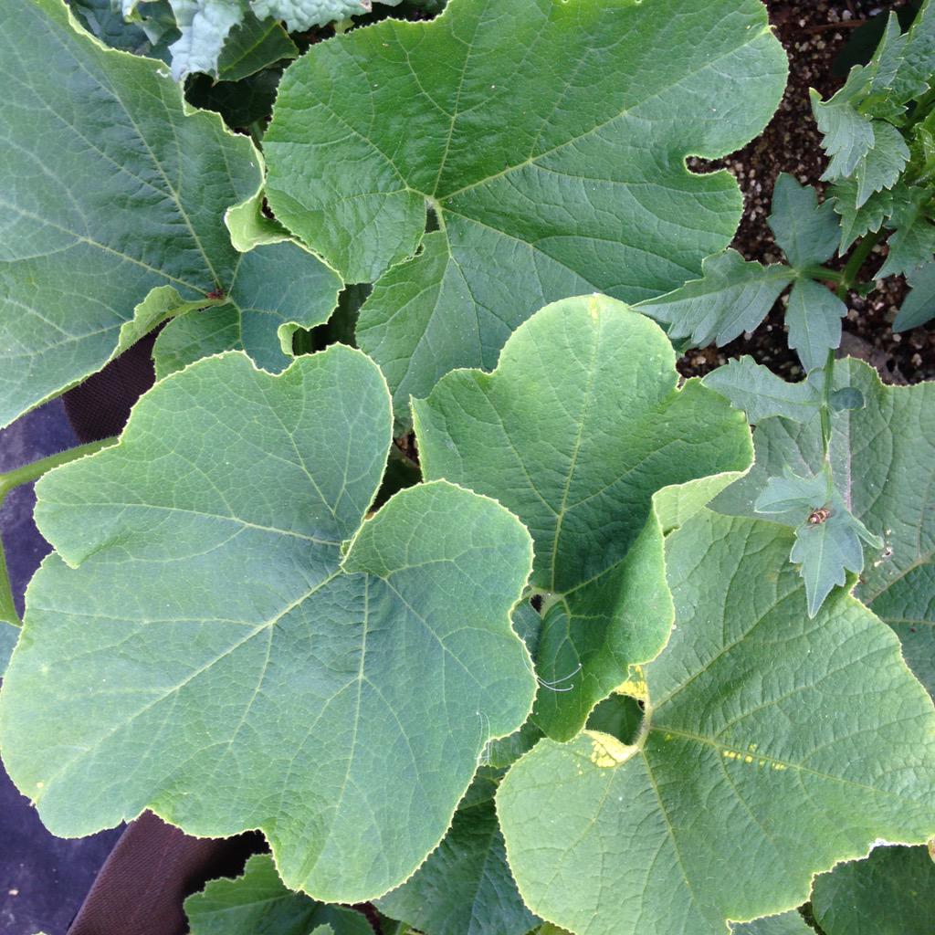 Leuke lezing Permacultuur 9-7-2015 om 20u door Max de <a href="/Moestuinman/">Moestuinman</a> bij Stek stekrotterdam.nl Kom ook!!