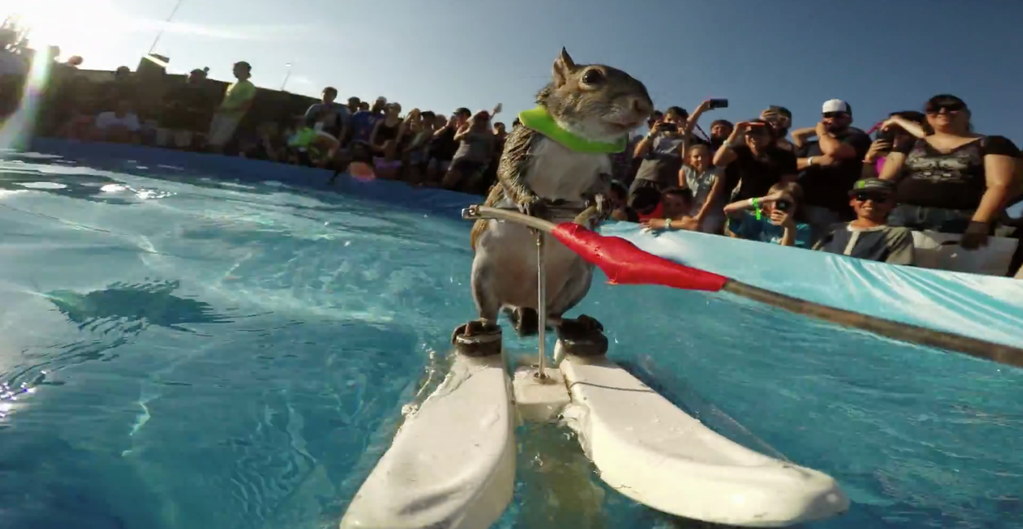 DeevyLab's tweet image. Watch Twiggy, the Waterskiing Squirrel.
deevylab.com/?p=440
