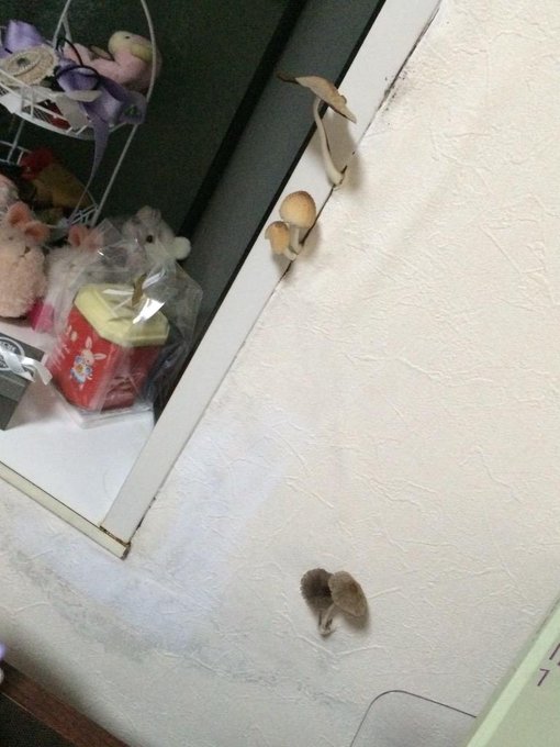 ぎゃーーーーー 部屋の壁からきのこが生えてくる悲劇 Togetter