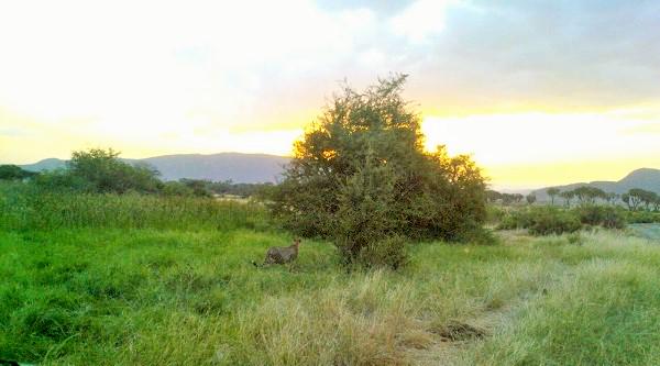 HisiaSafaris's tweet photo. El #atardecer en #Samburu nos regala imágenes tan bellas como la de este #guepardo que sale a #cazar #kenya #africa http://t.co/3tHiiLp2pm