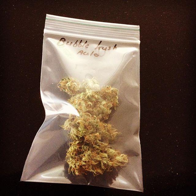 weedpraylove's tweet photo. Want some? π #igrowcan #igrowcannabis #growkit #bubblekush #royalqueenseeds #cannabis #marijuana #weedstagram #weedβ¦ http://t.co/azDnUs7xne