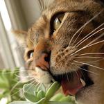 AmethystCave13's tweet photo. #raw food recipes for your #cat are healthier than dried food http://t.co/y13l8AVs60 http://t.co/byNymWRgUA