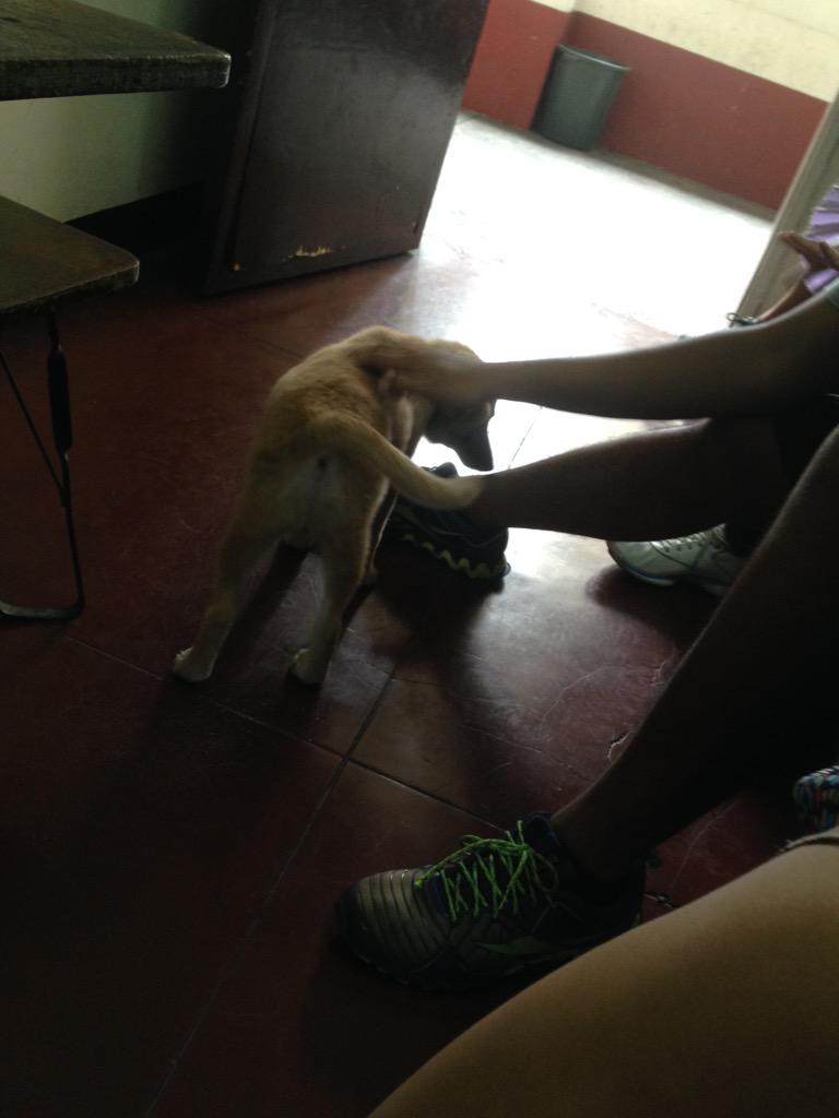 iannvilla's tweet photo. Dogs during classes #OnlyInPUP lolz ๐ http://t.co/mB9O1sqOs1