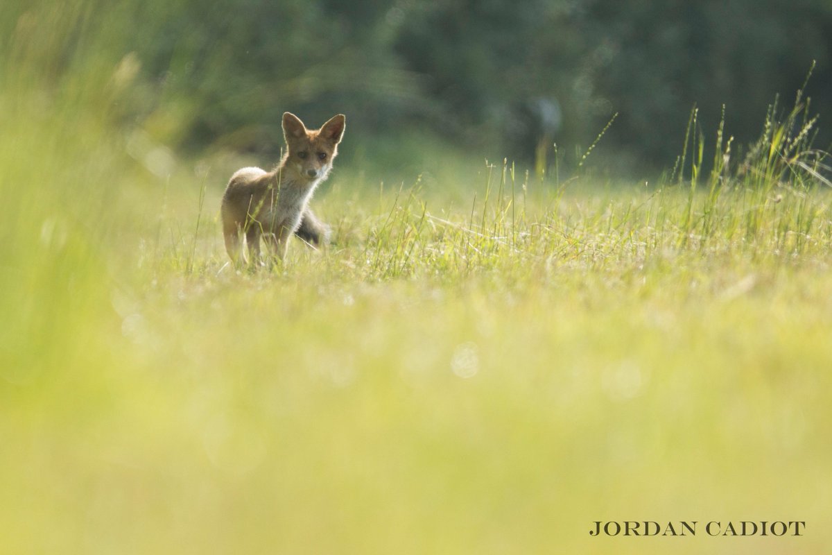 D_DJoh's tweet photo. @CanonFrance @Mammal_Society @wildlife_uk @BBCEarth @WildlifeMag https://t.co/XeKvWQYoq0 http://t.co/Ip6qNWGC93