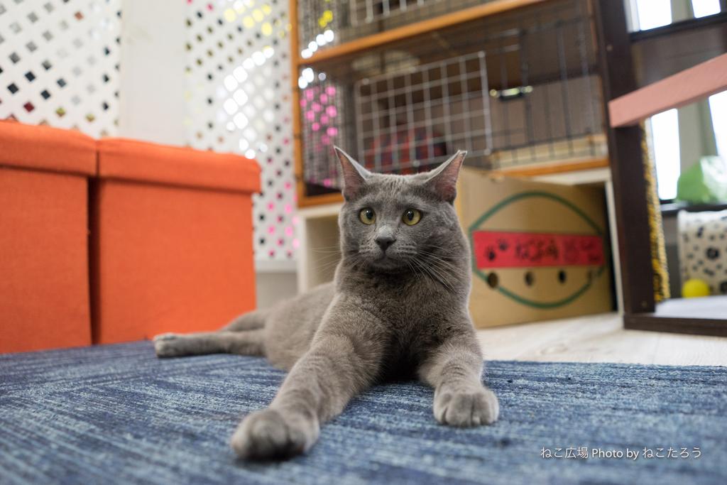 人気のダウンロード 秋津 猫 カフェ 人気のダウンロード 秋津 猫 カフェ
