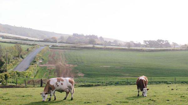 L_D_F's tweet image. .@_AnotherCountry celebrates 5 years w/ new work reflecting its foundations in Dorset bit.ly/1fjVZmf #LDF15