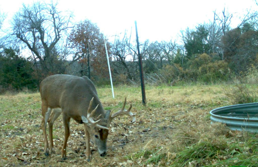 JeffSturgisWHS's tweet photo. Do you have these deer patterns where you hunt? Here is what to look for http://t.co/W61hIS7uQJ #deerpatterns http://t.co/3nzOmOYQLR