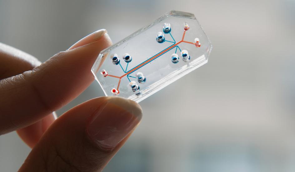 Organs-on-chips developed by the <a href="/wyssinstitute/">Wyss Institute</a> could make it easier to test new drugs: hvrd.me/Pg1ZS
