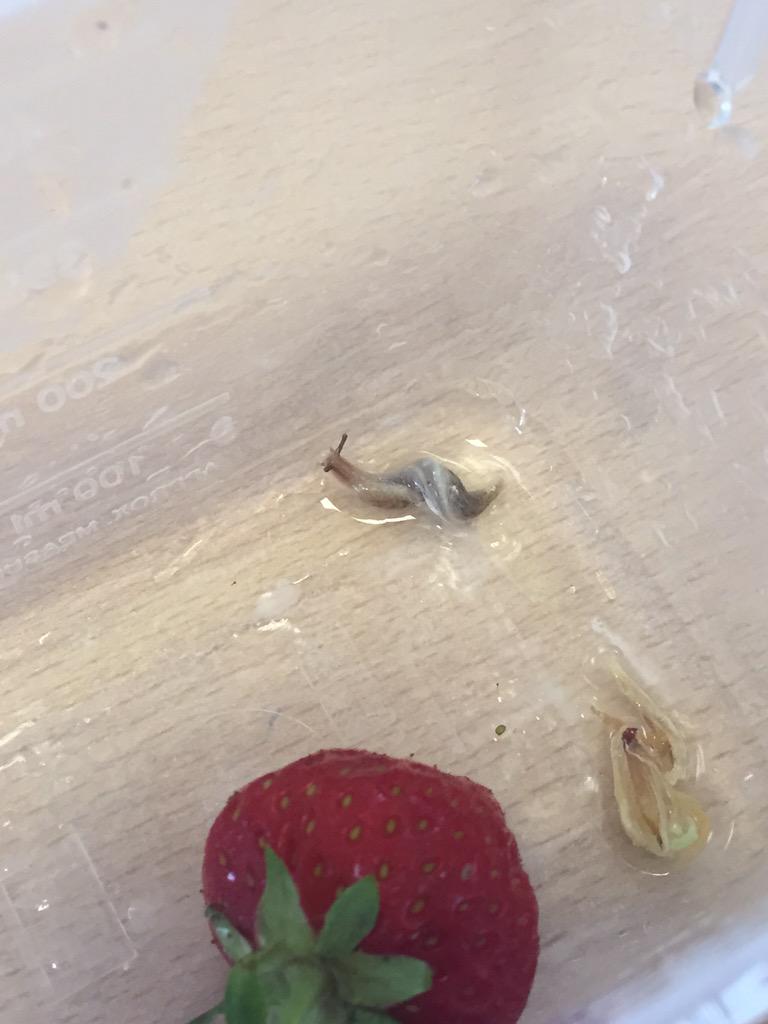 cattieasp's tweet photo. @Tesco thanks for the new lunch time buddy in my strawberries! http://t.co/ZjHhCOz7UY