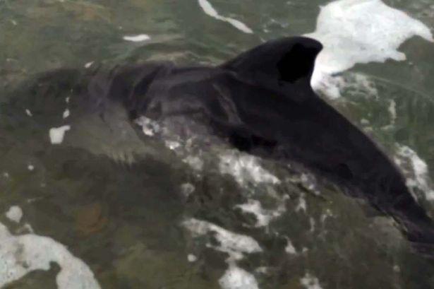 whatsonnwales's tweet photo. Watch AMAZING moment dog saves baby dolphin http://t.co/ZvwjC65SUN http://t.co/tJikKGBLb7