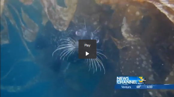 Channelkeeper's interview with @KEYTNC3 about state of Naples #MPA post #RefugioOilSpill bit.ly/1G4BKhv