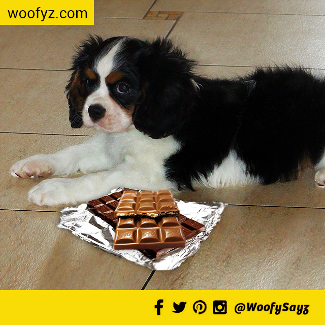 WoofySayz's tweet photo. #woofySayz No #chocolate please for #dogs. #ilovedogs #dogsoftwitter #dogsofinstagram 
http://t.co/F0qNESqCym
#puppy http://t.co/XUfmNqpzOY