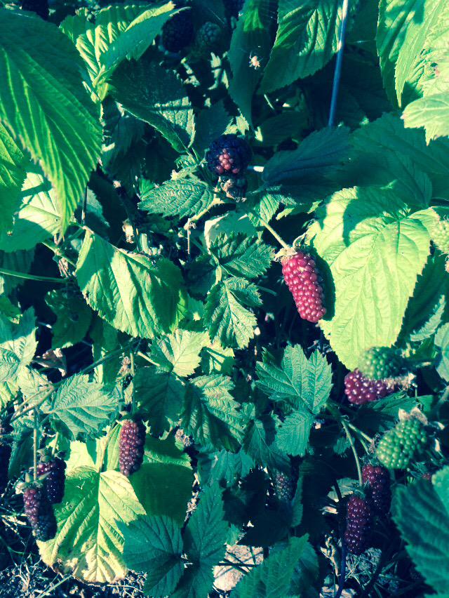 PlotBound's tweet photo. For a novice #Brighton grower, this @harvestbh garden in #PrestonPark is always an inspiration. When in doubt, copy! http://t.co/mofwGgiAaT