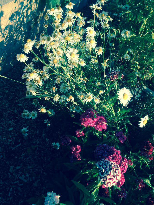 PlotBound's tweet photo. For a novice #Brighton grower, this @harvestbh garden in #PrestonPark is always an inspiration. When in doubt, copy! http://t.co/mofwGgiAaT