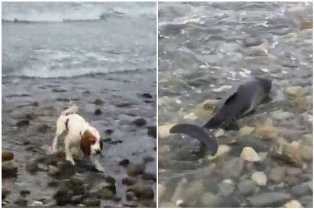 The moment a dog and fisherman help save a beached 'baby dolphin' stranded on Criccieth beach walesonline.co.uk/news/wales-new…