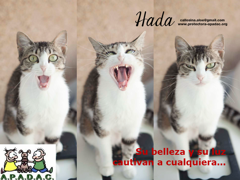 APADACApadac's tweet photo. Esta preciosa gatita es Hada http://t.co/WOaZPjFzD8