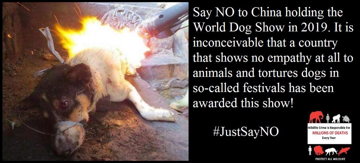 Protect_Wldlife's tweet photo. Please join the #TweetStorm to 'Say NO To China hosting the World Dog Show in 2019!' http://t.co/IyTjxC5jcD http://t.co/uuYejRt1ol