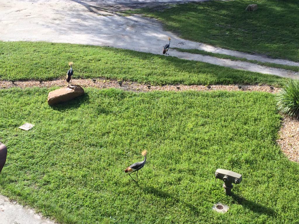 GrumpyMonorail's tweet image. Had breakfast with friends this morning. #BOGP #BOGPLizards #Disney #AKV