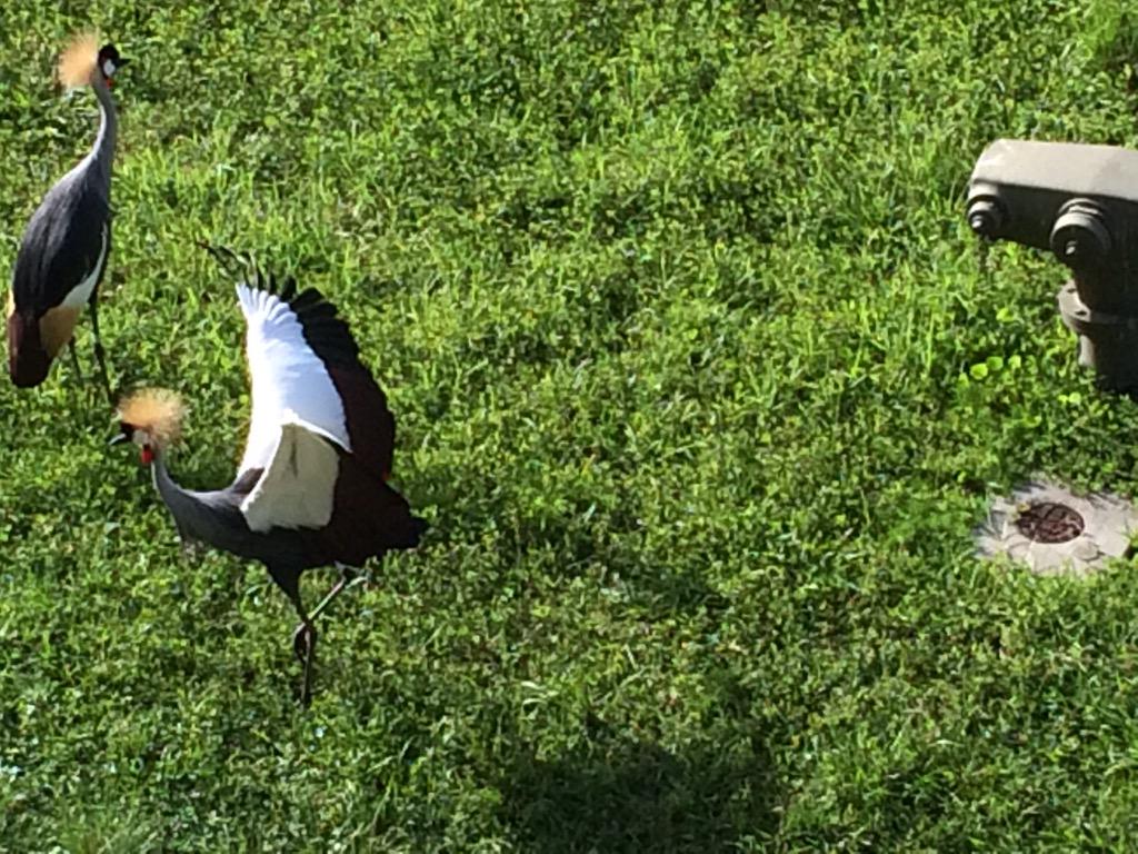 GrumpyMonorail's tweet image. Had breakfast with friends this morning. #BOGP #BOGPLizards #Disney #AKV