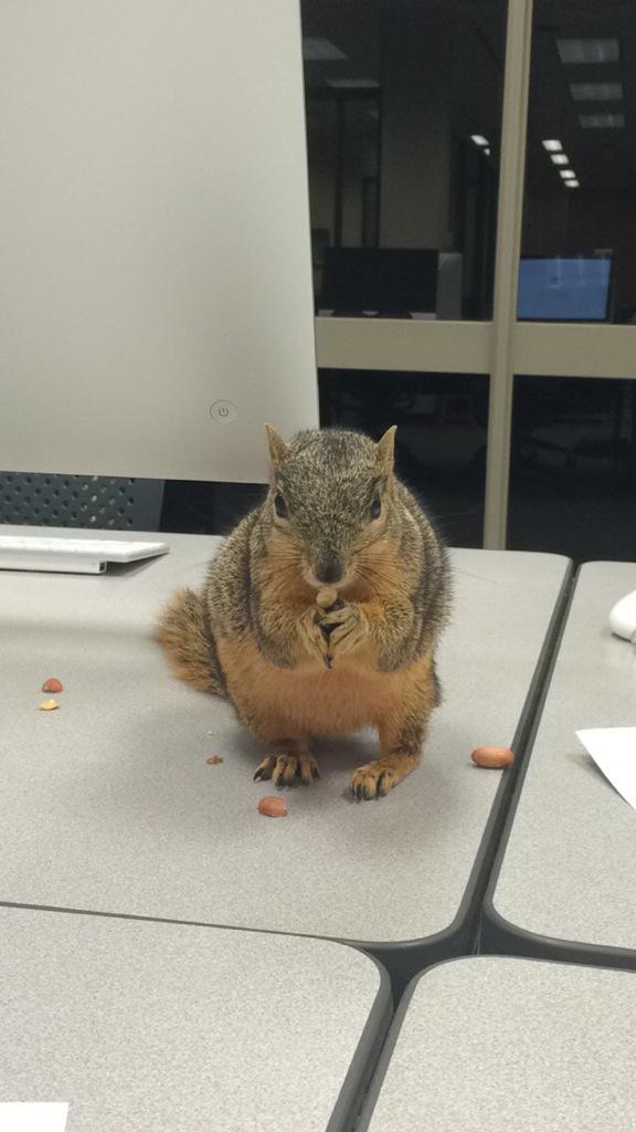 a4nmink's tweet photo. Woke up and realized last night actually happened... Only at #UNT http://t.co/AwOL8vNro1