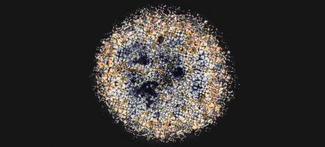 Gizmodo's tweet image. Narcotics and medicines look beautiful under a microscope gizmo.do/TFlXnwC