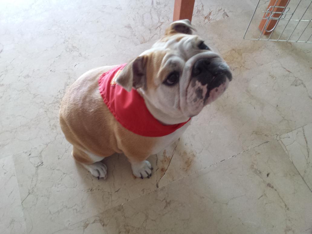 christincriska's tweet photo. #zapeando402 Mi Duna tambien celebra San Fermin!!! http://t.co/QzqWOyeucj