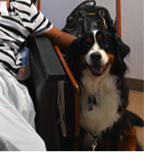 Zellie, a Bernese mtn dog, is 1 of 20 dogs part of the #PetsatDuke therapy program #DukeCancer today.duke.edu/2015/07/petsat…