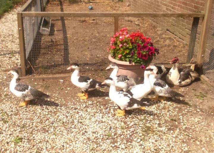 Deze jonge Muskuseenden zoeken een nieuw thuis , zijn nu 9weken oud.