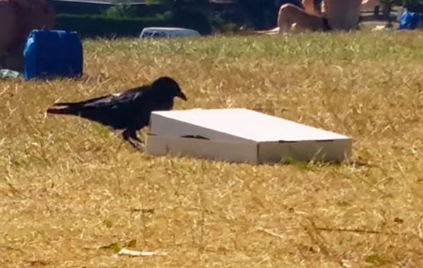 Animal of the Day: Crow Figures Out How to Open a Pizza Box thedailywh.at/2015/07/animal…