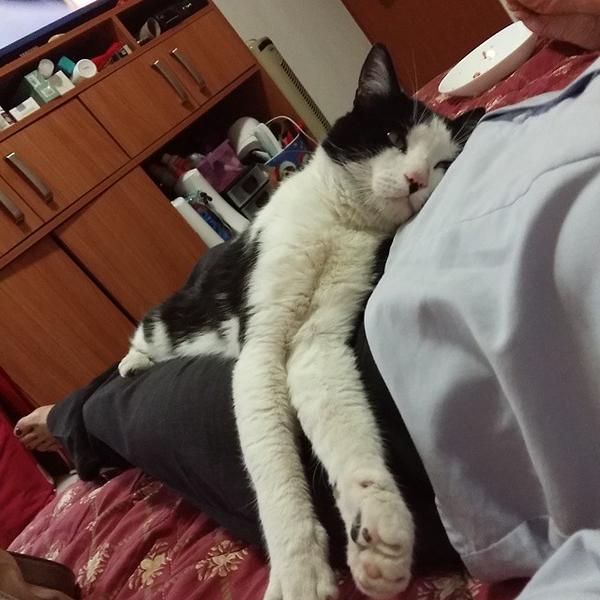 CocoItGirl's tweet image. @marthadebayle @revistamoi Si hacen un #CatIssue no me enojo #tuitserio